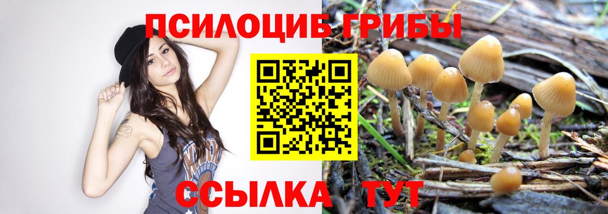 Галлюциногенные грибы Psilocybe Владимир